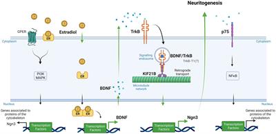 Kif21B mediates the effect of estradiol on the morphological plasticity of mouse hippocampal neurons